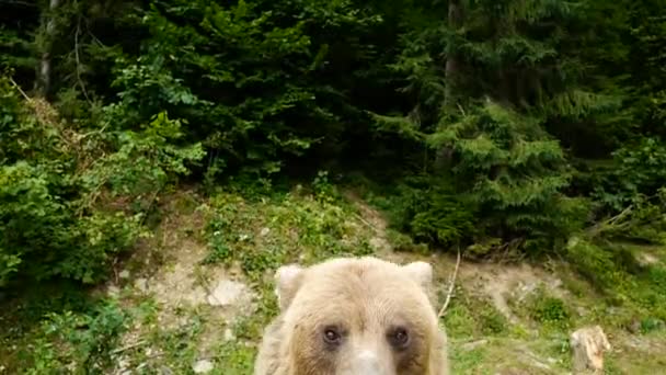 Αρκούδα Κουνάει Πόδι Της Και Προσπαθεί Εξηγήσει Κάτι — Αρχείο Βίντεο
