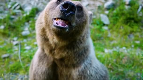 Niedźwiedź Ostrzega Przed Atakiem Człowieka — Wideo stockowe