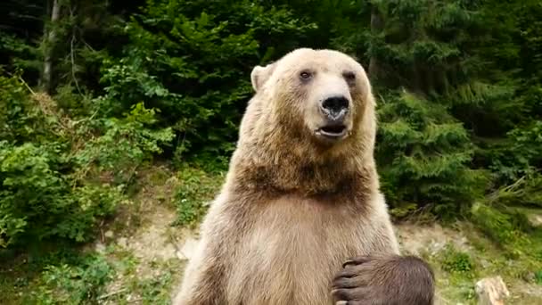 Niedźwiedź Macha Łapą Próbuje Coś Wyjaśnić — Wideo stockowe