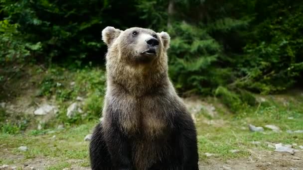 Αρκούδα Στο Φόντο Του Δάσους Στην Άγρια Φύση — Αρχείο Βίντεο