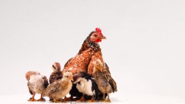 Hen ve civcivleri beyaz ekranda izole edilmiş.