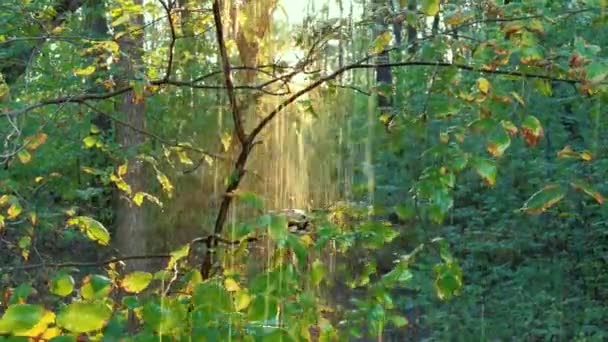 Goutte d'eau contre le soleil couchant, son  