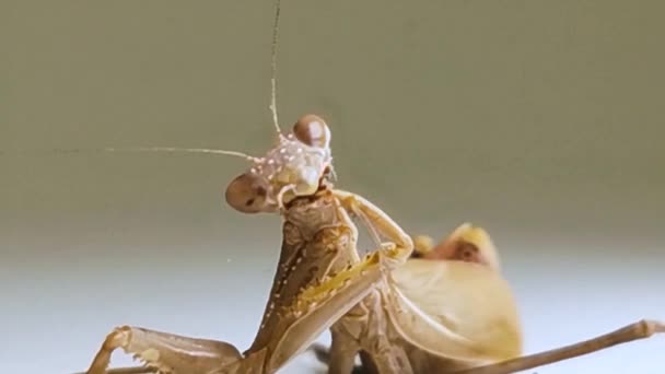 Mantodea Cleans Her Paws White Background — Stock Video