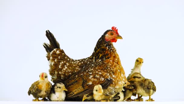 Курица Цыплята Изолированы Белом Экране — стоковое видео