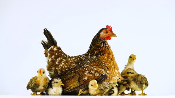 Gallina Suoi Pulcini Isolati Uno Schermo Bianco — Video Stock