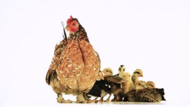 Hen ve civcivleri beyaz ekranda izole edilmiş.