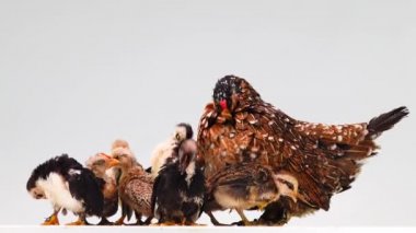 Hen ve civcivleri beyaz ekranda izole edilmiş.