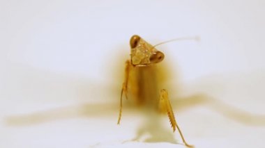 Mantodea beyaz arkaplanda kameraya bakıyor.