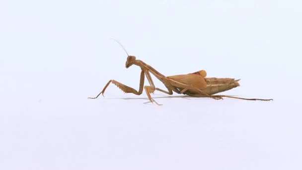 Mantodea Looking Camera White Background — Stock Video