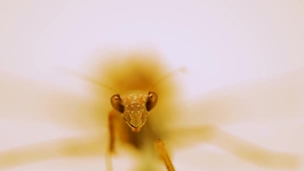 Mantodea Blickt Auf Weißem Hintergrund Die Kamera — Stockvideo