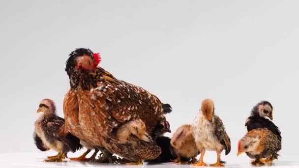 Gallina Suoi Pulcini Isolati Uno Schermo Bianco — Video Stock