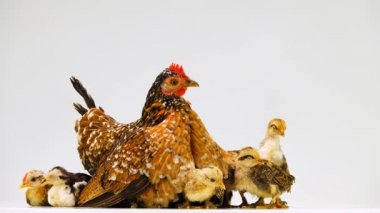 Hen ve civcivleri beyaz ekranda izole edilmiş.