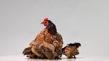 Hen ve civcivleri beyaz ekranda izole edilmiş.