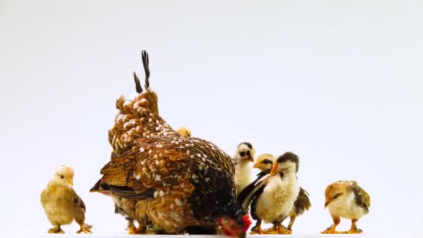 Курица Цыплята Изолированы Белом Экране — стоковое видео