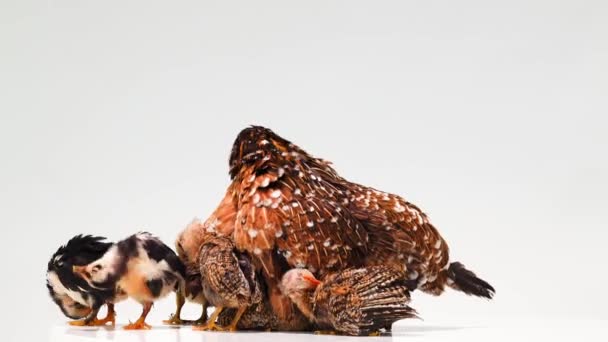 Tavuk Civcivleri Beyaz Bir Ekranda Izole Edilmiş Ses — Stok video