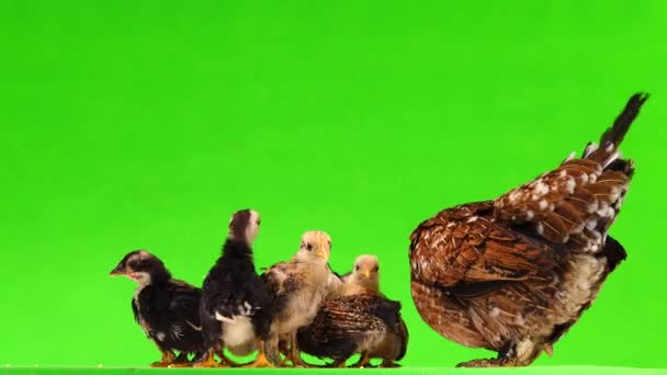 Mother Chicken Little Chickens Peck Millet Isolated Green Screen Sound — Stock Video