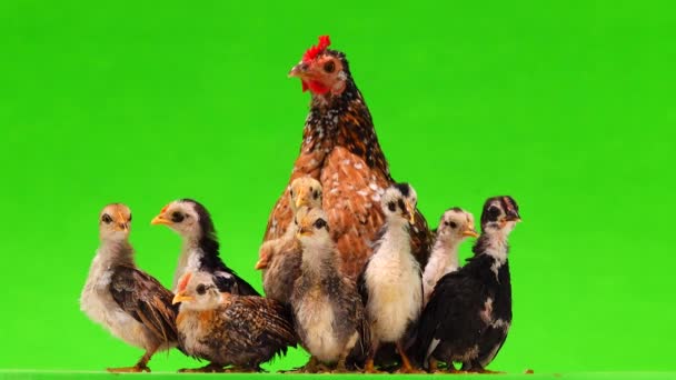 Pollo Madre Con Pollos Aislados Sobre Fondo Verde Sonido — Vídeos de Stock