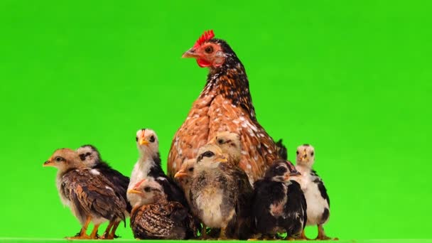 Μητέρα Κοτόπουλο Κοτόπουλα Που Απομονώνονται Πράσινο Φόντο Ήχο — Αρχείο Βίντεο