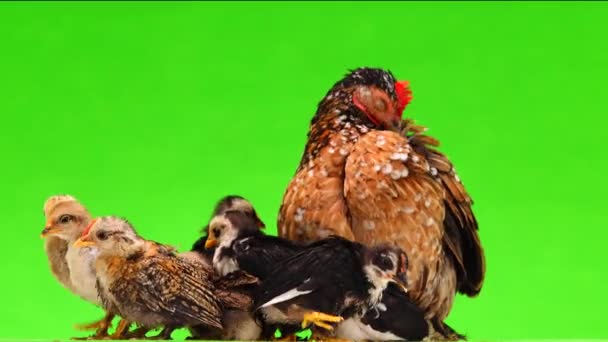 Pollo Madre Con Pollos Aislados Sobre Fondo Verde Sonido — Vídeos de Stock