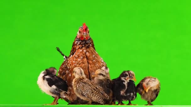 Pollo Madre Con Pollos Aislados Sobre Fondo Verde Sonido — Vídeos de Stock