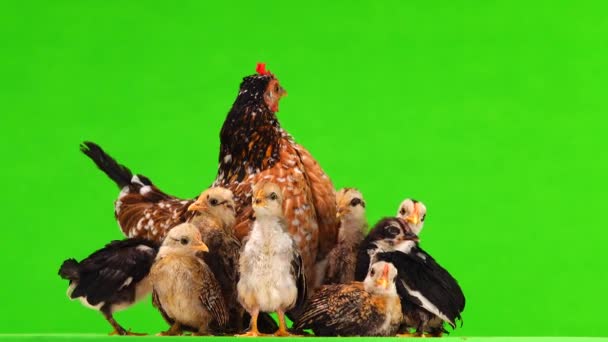 Kurczak Matka Kurcząt Izolowanych Zielonym Tle Dźwięk — Wideo stockowe