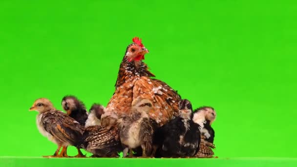 Pollo Madre Con Pollos Aislados Sobre Fondo Verde Sonido — Vídeo de stock