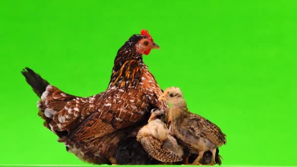 Mother Chicken Little Chickens Peck Millet Isolated Green Screen Sound — Stock Video