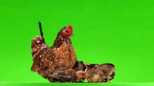 Moeder Een Kip Met Kleine Kippen Die Gierst Pikken Geïsoleerd — Stockvideo