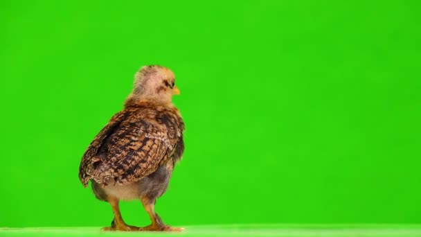 Seekor Ayam Kecil Berjalan Layar Hijau Suara — Stok Video