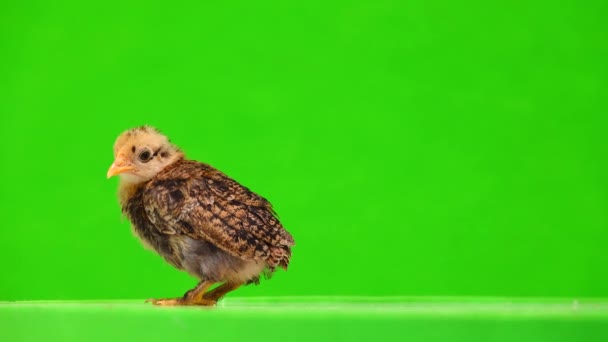 Pequeño Pollo Camina Una Pantalla Verde Sonido — Vídeos de Stock