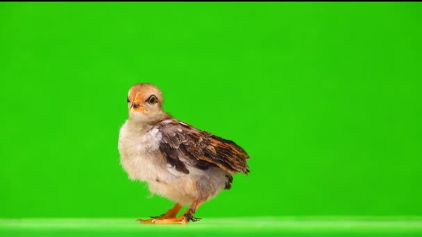 Piccolo Gallo Emette Suoni Uno Schermo Verde Isolato — Video Stock