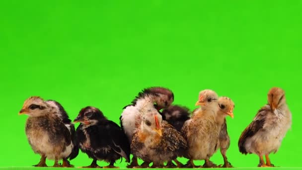 在绿色屏幕上发出隔离声音的小鸡 — 图库视频影像
