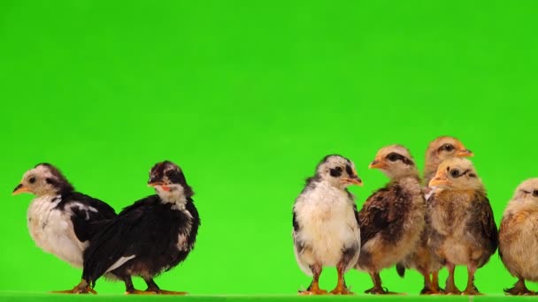 Malá Kuřátka Dělat Zvuky Izolované Zelené Obrazovce Zvuk — Stock video