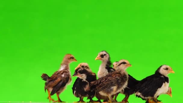 在绿色屏幕上发出隔离声音的小鸡 — 图库视频影像