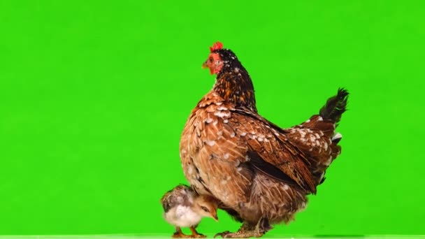 Mother Chicken Chickens Isolated Green Background Sound — Stock Video