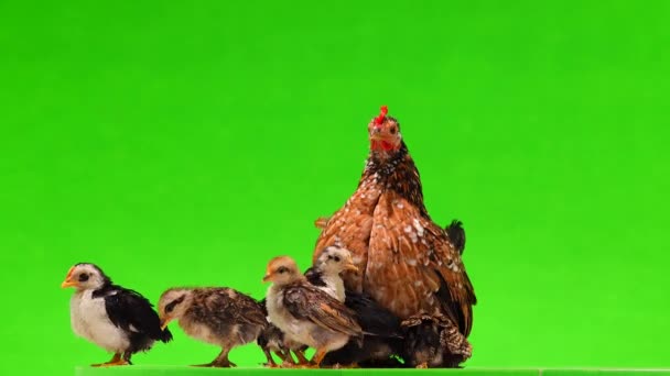 Moeder Kip Met Kippen Geïsoleerd Een Groene Achtergrond Geluid — Stockvideo