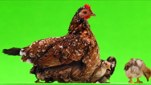 鸡妈妈 鸡群在绿色背景下被隔离 — 图库视频影像