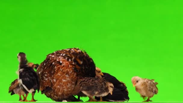 Frango Mãe Com Galinhas Isoladas Fundo Verde Som — Vídeo de Stock