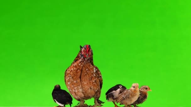 Mother Chicken Chickens Isolated Green Background Sound — Stock Video