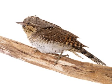 Bayağı boyunburan (Jynx torquilla) beyaz bir arka plan üzerinde izole