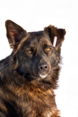 Kulağında bir numara olan hadım edilmiş köpek resmi.