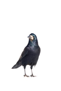Beyaz bir arka plan üzerinde raven