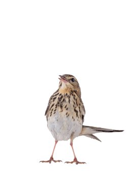 Beyaz bir arka plan üzerinde izole ağaç incir kuşu (Anthus trivialis)
