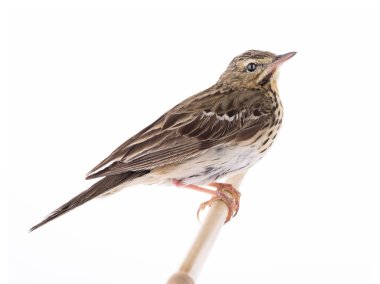 Beyaz bir arka plan üzerinde izole ağaç incir kuşu (Anthus trivialis)