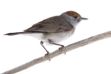 Kadın (Sylvia atricapilla) Avrasya Siyah Başlığı beyaz bir başlık üzerinde izole edildi