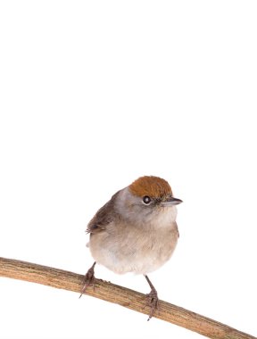 Kadın (Sylvia atricapilla) Avrasya Siyah Başlığı beyaz bir başlık üzerinde izole edildi