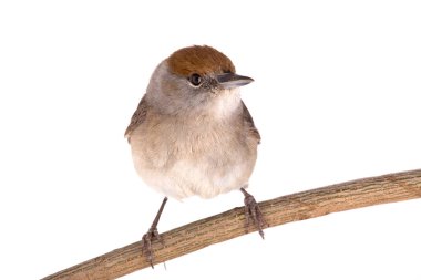 Kadın (Sylvia atricapilla) Avrasya kara başlığı bir balta üzerinde izole edildi