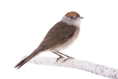 Kadın (Sylvia atricapilla) Avrasya kara başlığı bir balta üzerinde izole edildi