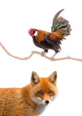 Rooster and fox isolated on a white background. clipart