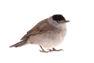 Siyah başlık (Sylvia atricapilla) beyaz arkaplanda izole edilmiş  